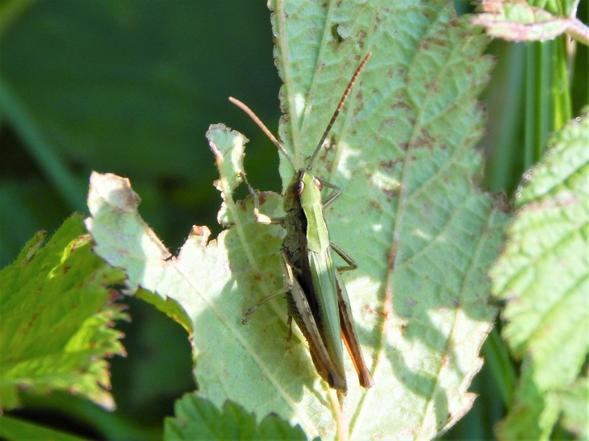 Chorthippus dorsatus - hátas rétisáska