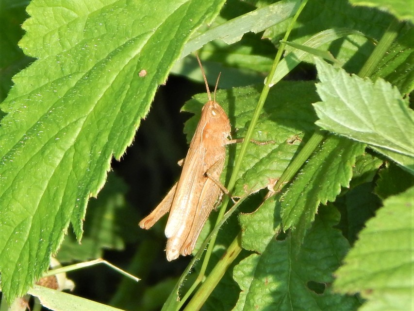 Chorthippus dorsatus - hátas rétisáska