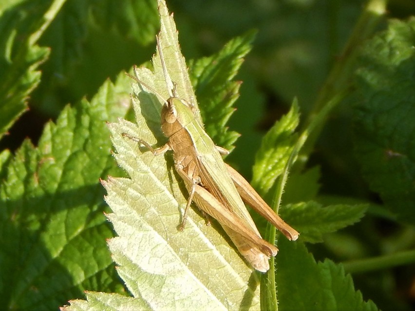 Chorthippus dorsatus - hátas rétisáska
