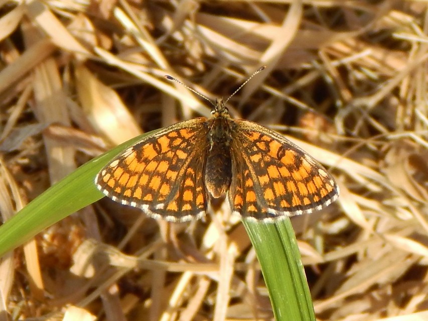 Melitaea athalia - közönséges tarkalepke