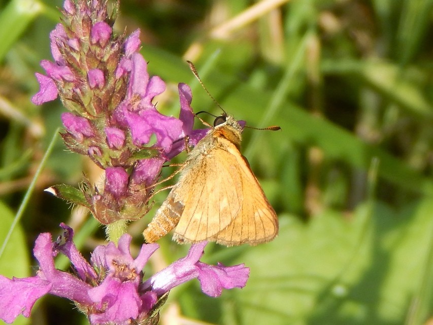 Ochlodes sylvanus - erdei busalepke