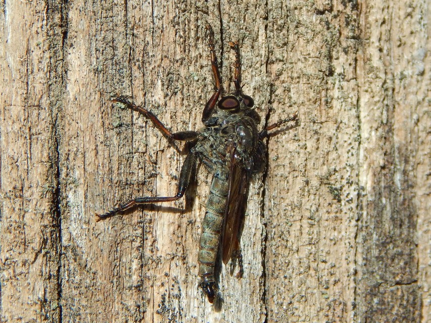 Diptera - Kétszárnyúak