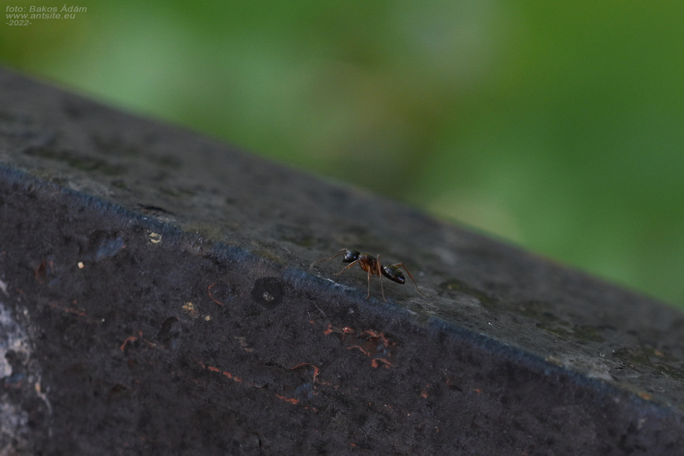 Camponotus fallax - ligeti lóhangya