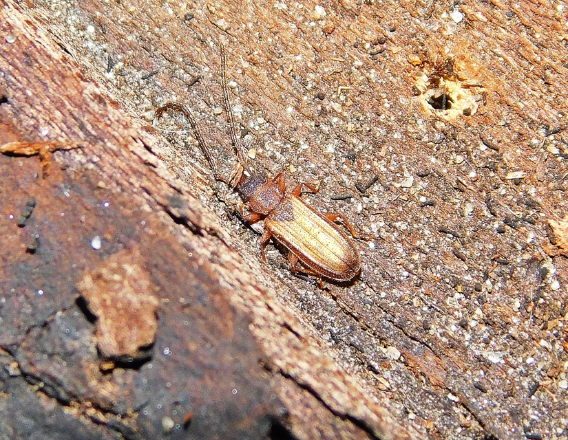 Uleiota planatus - hosszúcsápú fogasnyakú-lapbogár