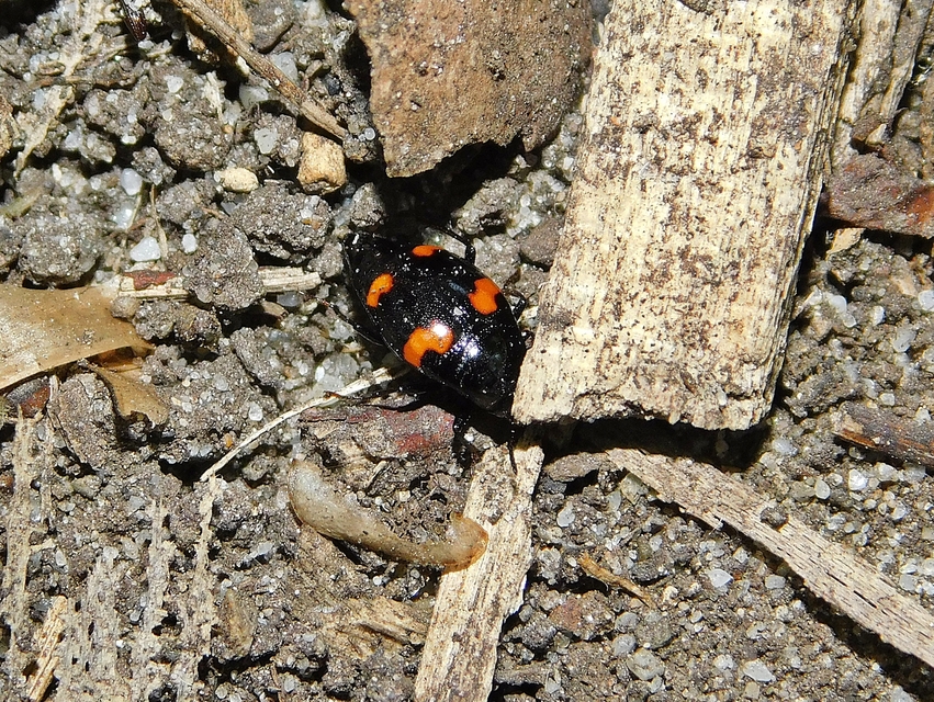 Scaphidium quadrimaculatum - négyfoltos sajkabogár