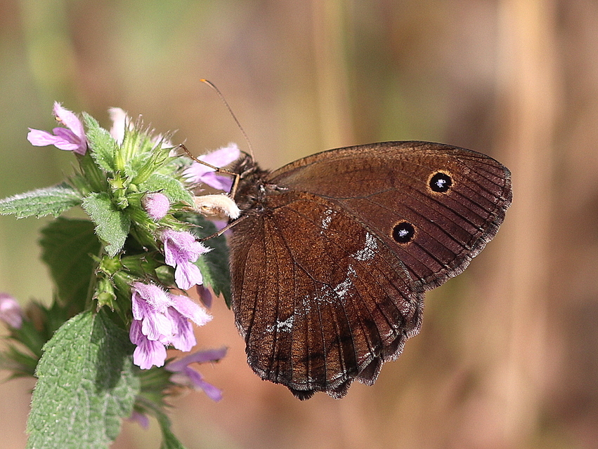 Minois dryas - fekete szemeslepke