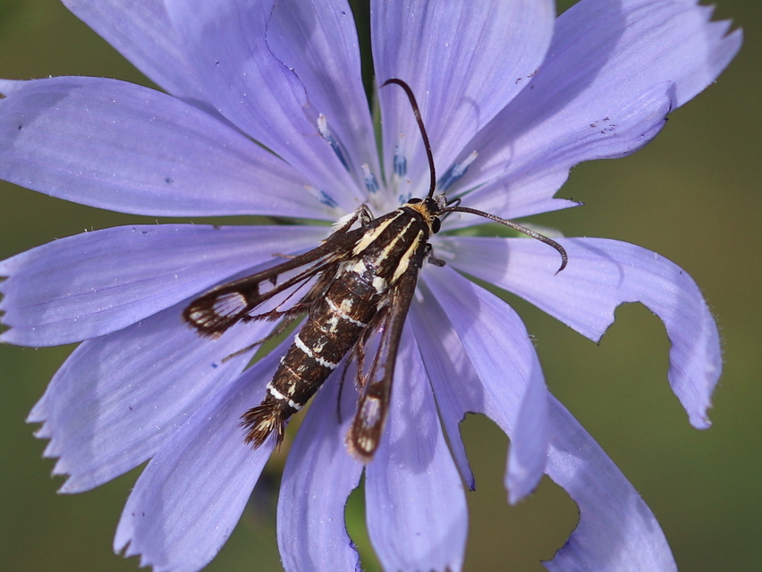 Sesiidae - szitkárfélék