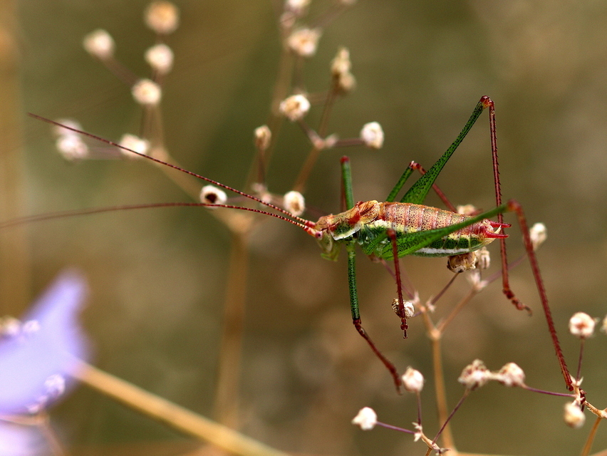 Leptophyes albovittata - közönséges virágszöcske