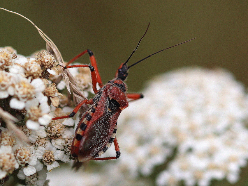 Rhynocoris iracundus - közönséges gyilkospoloska