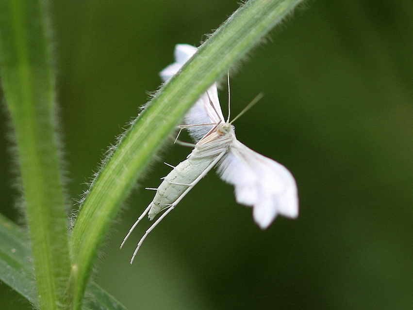 Pterophorus pentadactyla - fehér tollasmoly