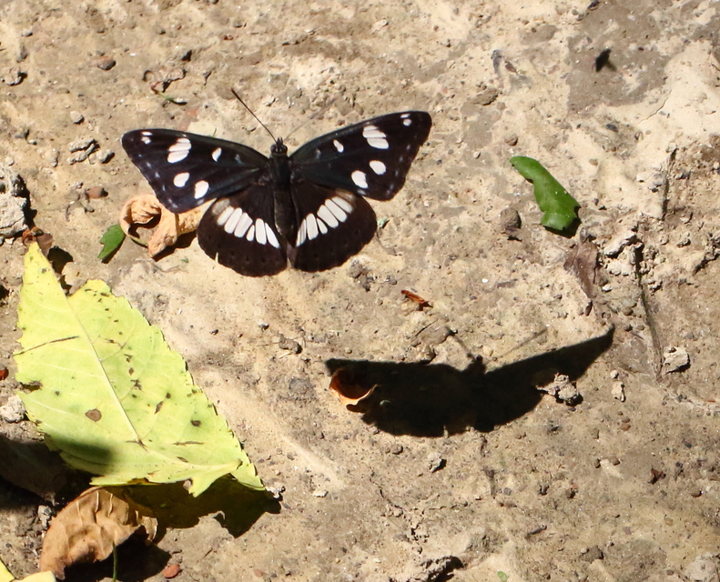 Limenitis reducta - kék lonclepke