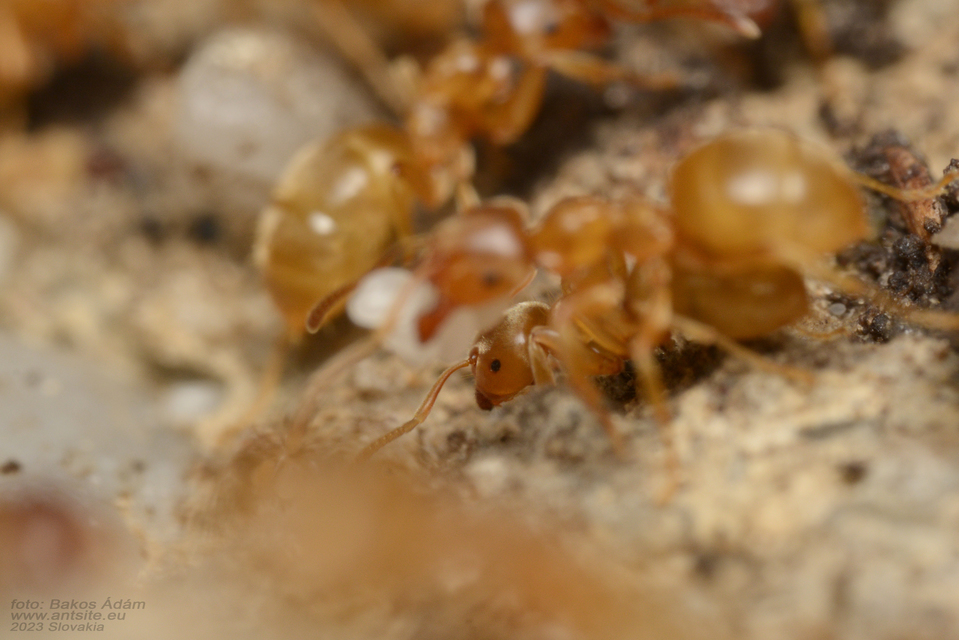 Lasius flavus - gyakori borostyánhangya