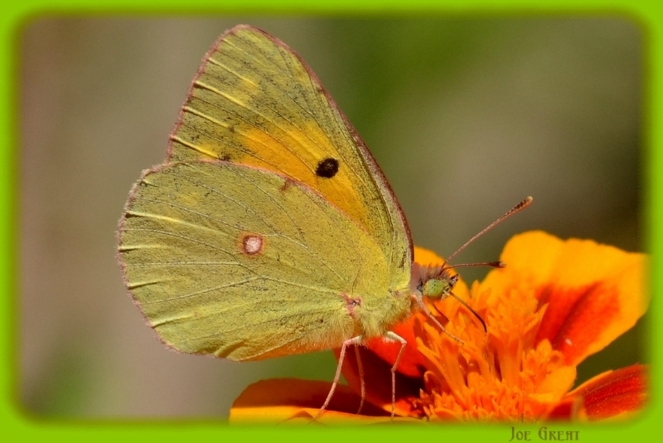 Colias croceus - sáfránylepke