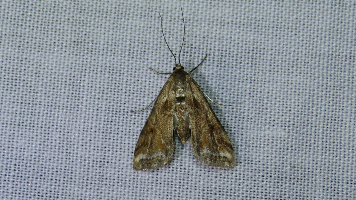 Cataclysta lemnata - békalencsemoly