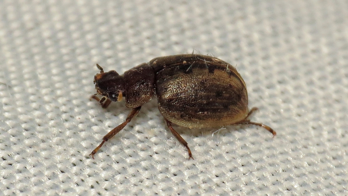 Spercheus emarginatus - ciripelő dajkacsibor