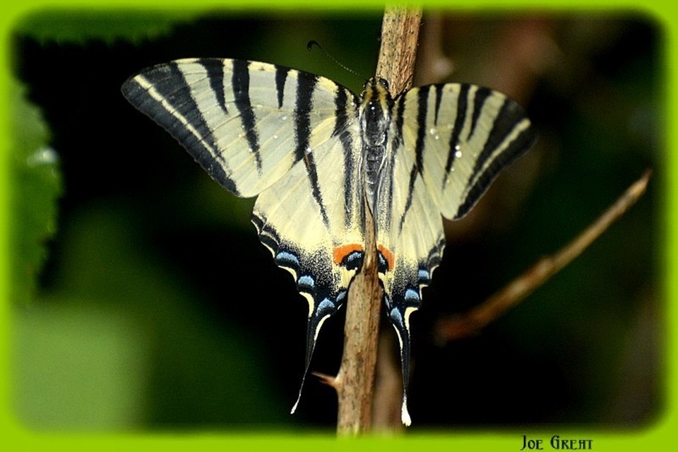 Iphiclides podalirius - kardoslepke