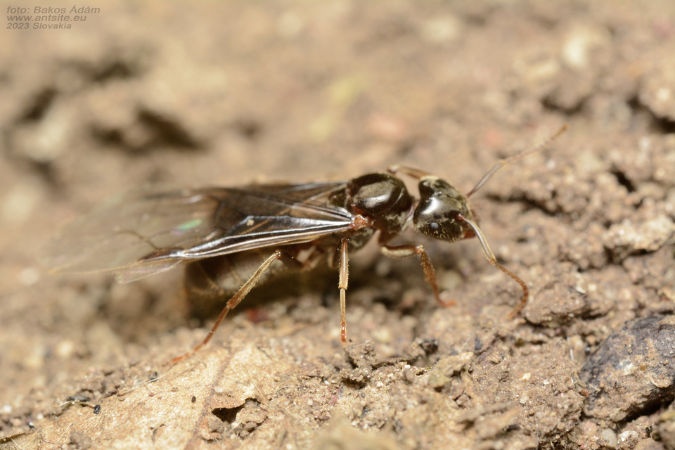 Lasius umbratus - berki borostyánhangya