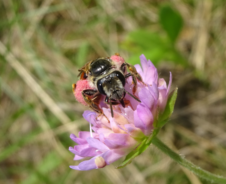 Andrena hattorfiana