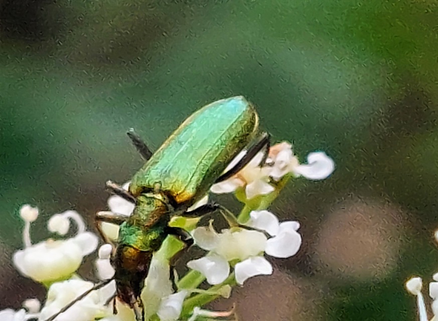 Chrysanthia viridissima - aranyos álcincér