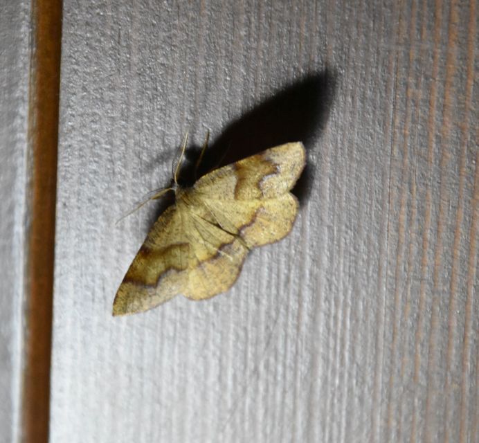 Plagodis pulveraria - szemcsés araszoló