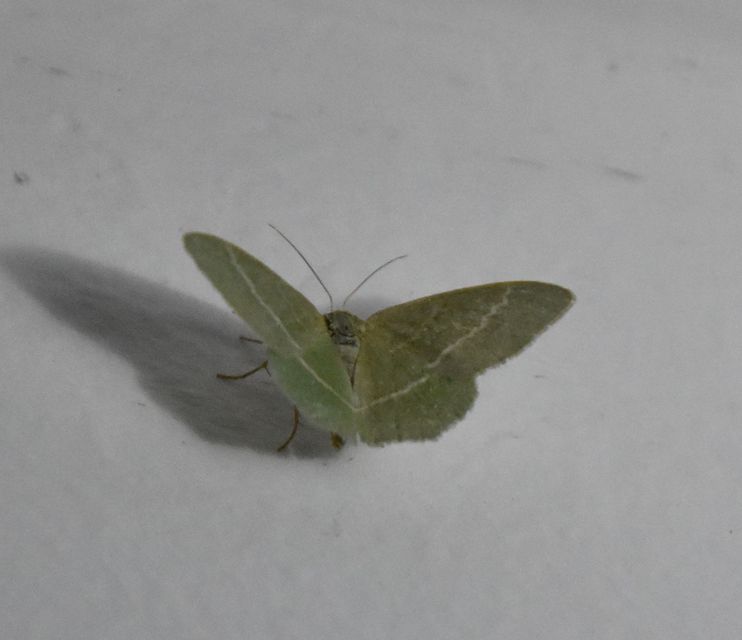 Chlorissa viridata/cloraria
