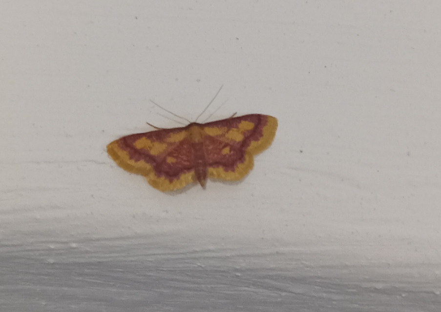 Idaea muricata - mocsári pirosaraszoló