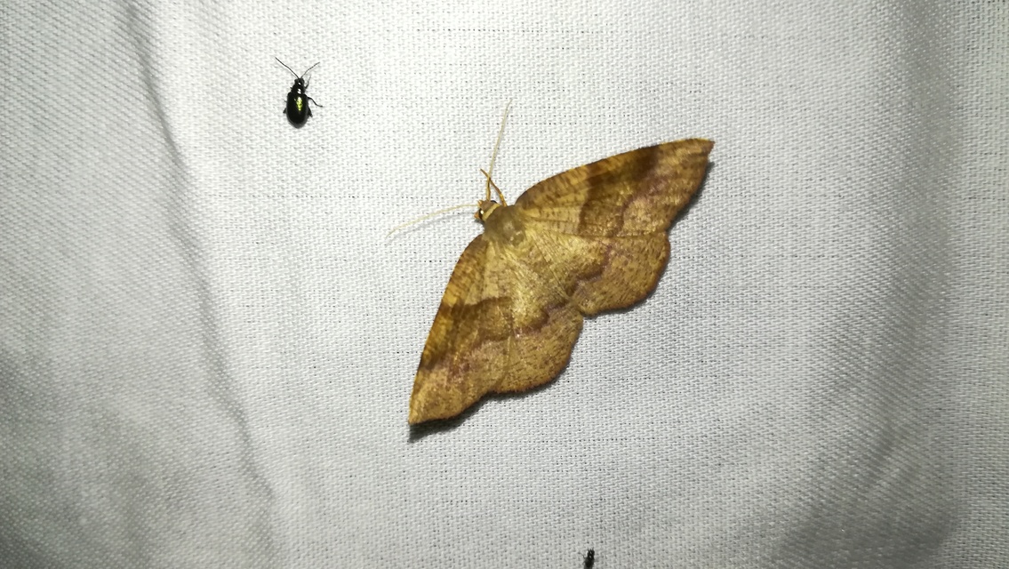Plagodis pulveraria - szemcsés araszoló