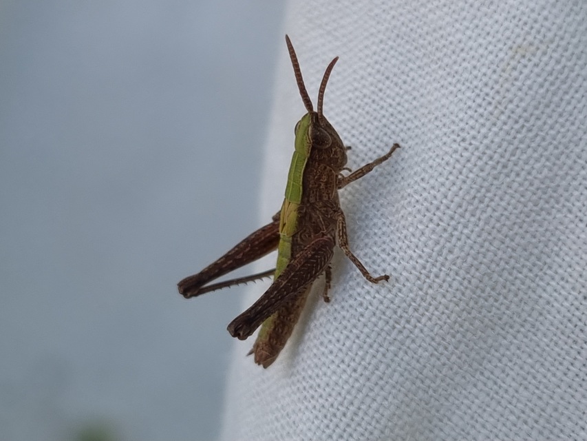 Chorthippus (Chorthippus) (subgenus)