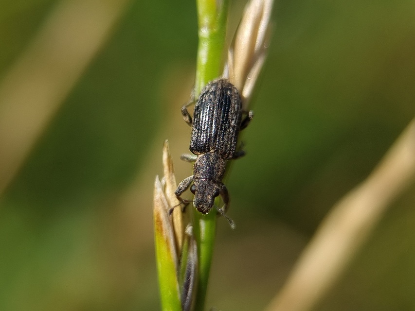 Sitona callosus - szempillás csipkézőbogár