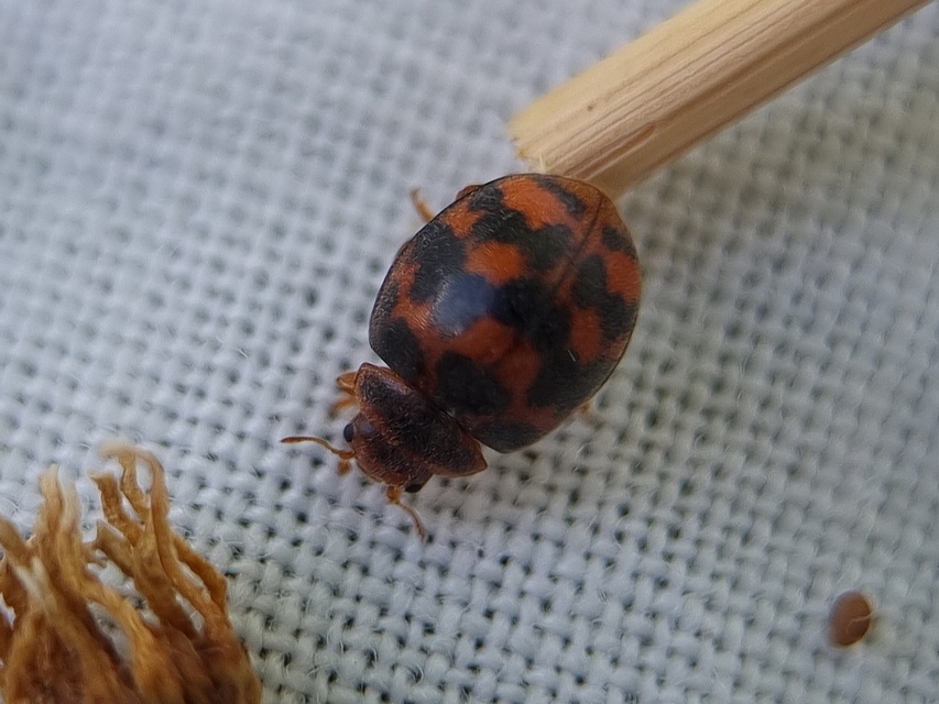 Subcoccinella vigintiquatuorpunctata - lucernaböde