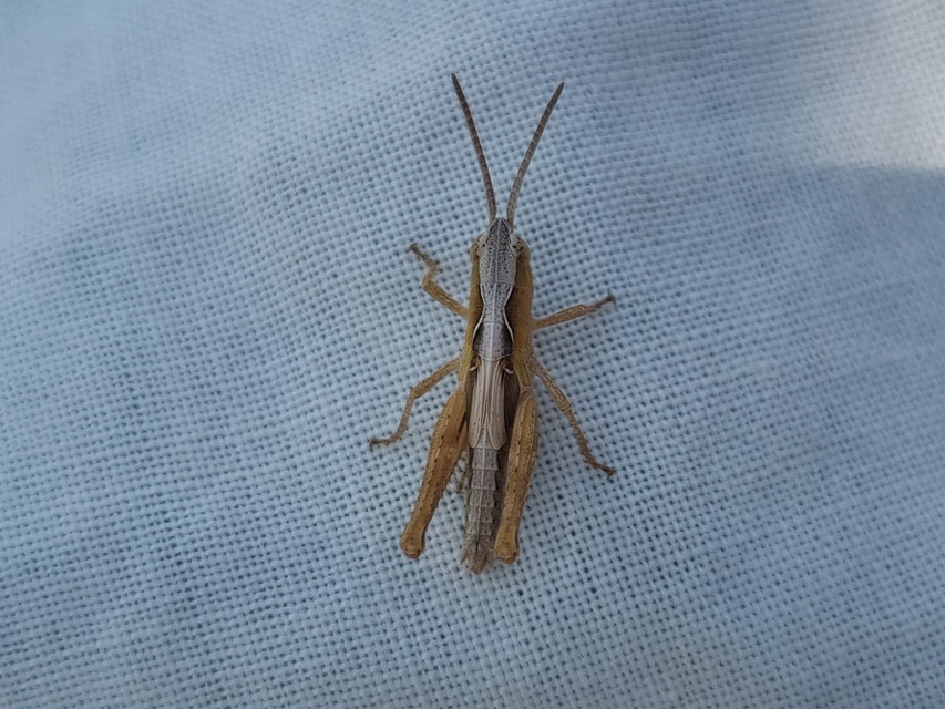 Chorthippus (Glyptobothrus) (subgenus)