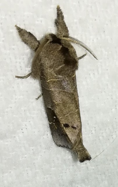 Clostera anachoreta - tarka levélszövő
