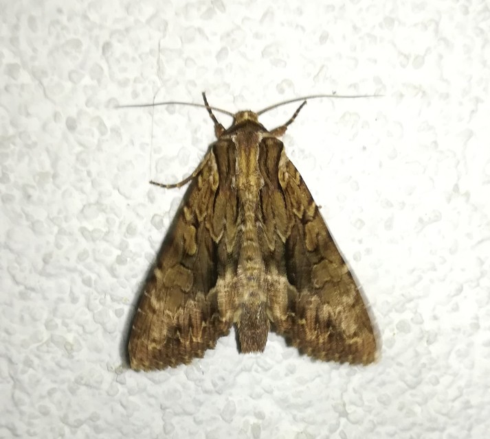 Apamea monoglypha - nagy dudvabagoly