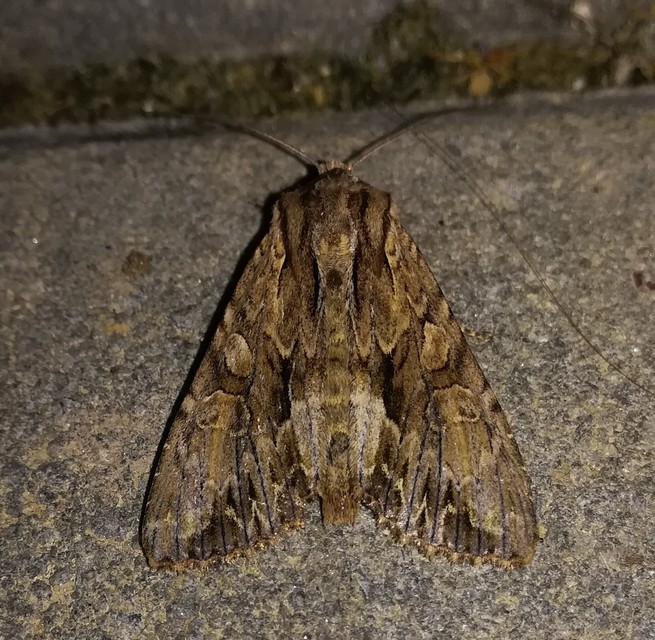 Apamea monoglypha - nagy dudvabagoly
