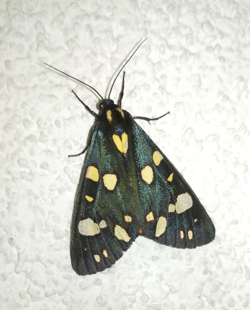 Callimorpha dominula - fémes medvelepke