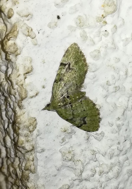 Chloroclystis v-ata - zöldes törpearaszoló