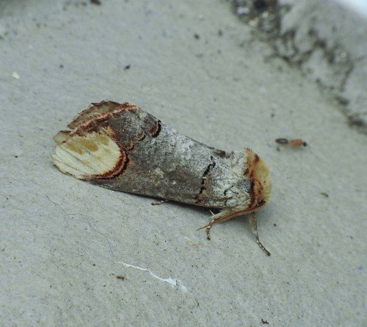 Phalera bucephala - sárgafoltos púposszövő