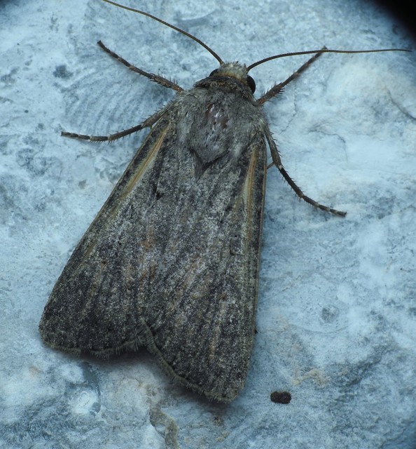 Agrotis segetum - vetési földibagoly