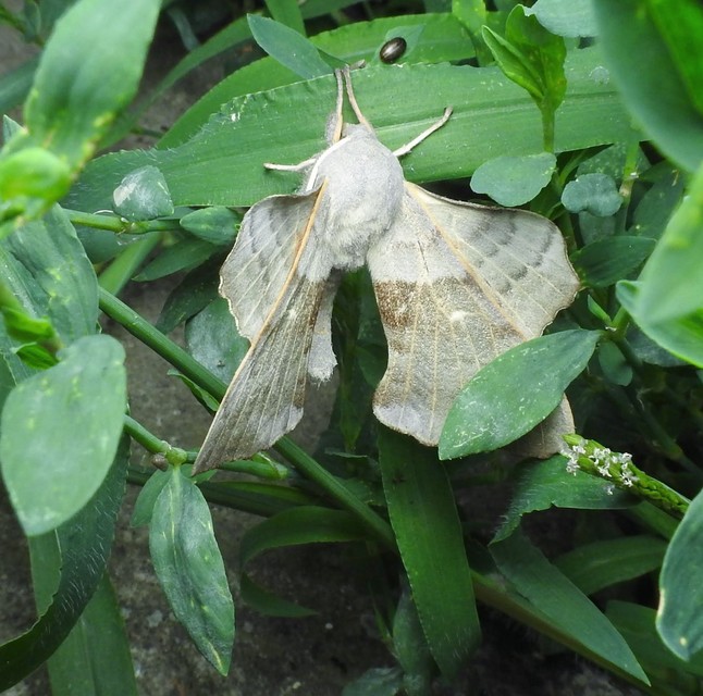 Laothoe populi - nyárfaszender