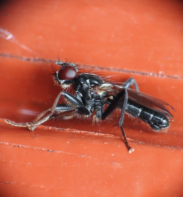 Diptera - Kétszárnyúak
