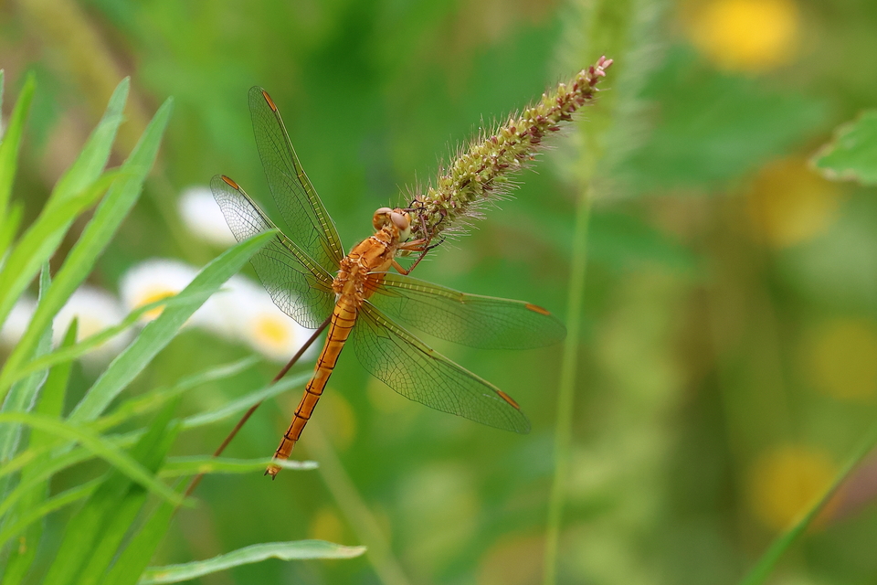 Orthetrum coerulescens - karcsú pásztorszitakötő