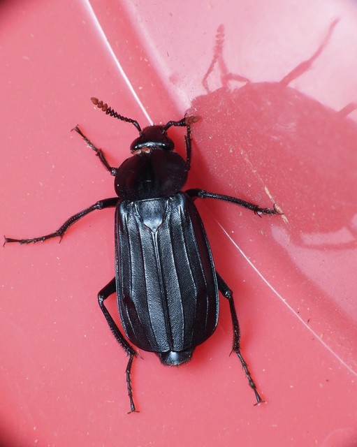 Necrodes littoralis - nagy dögbogár