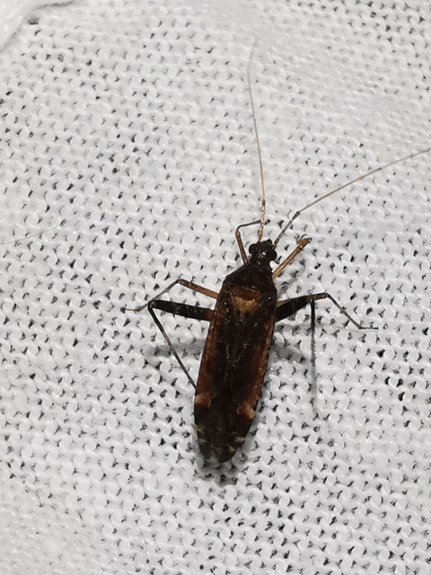 Phytocoris
