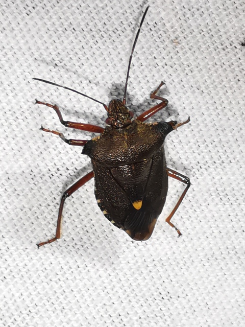 Pentatoma rufipes - vöröslábú címerespoloska Pentatoma rufipes - vöröslábú címerespoloska