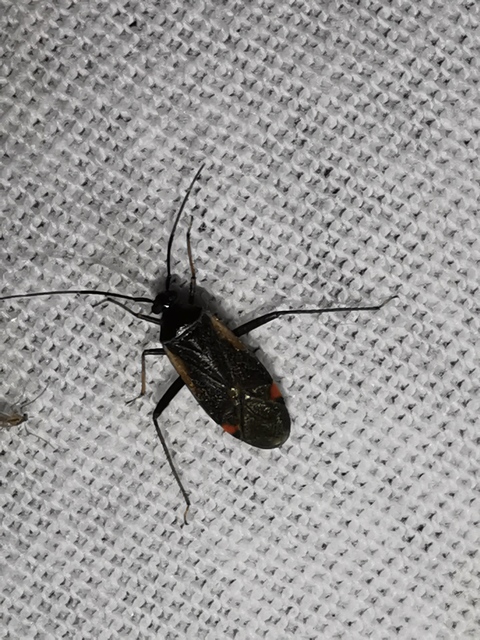 Adelphocoris seticornis - szegélyes mezeipoloska