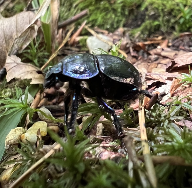Anoplotrupes stercorosus - erdei álganéjtúró