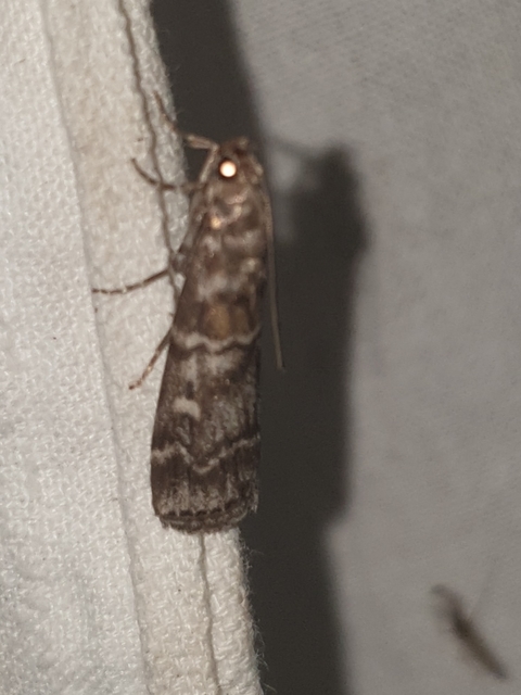Dioryctria