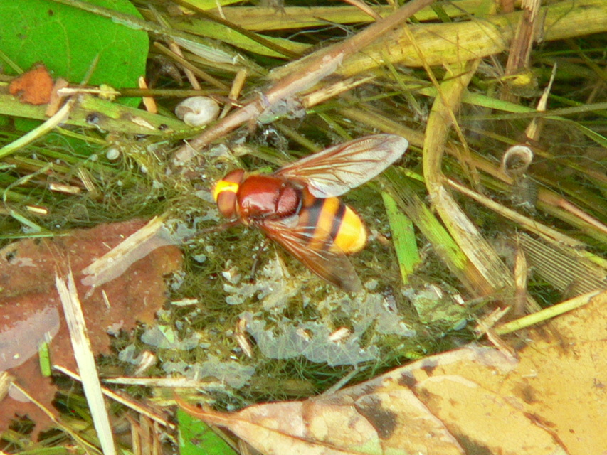 Volucella zonaria - kétöves pihelégy Volucella zonaria - kétöves pihelégy