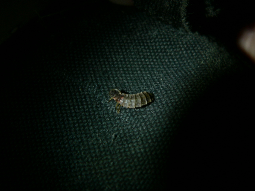Lampyris noctiluca - nagy szentjánosbogár