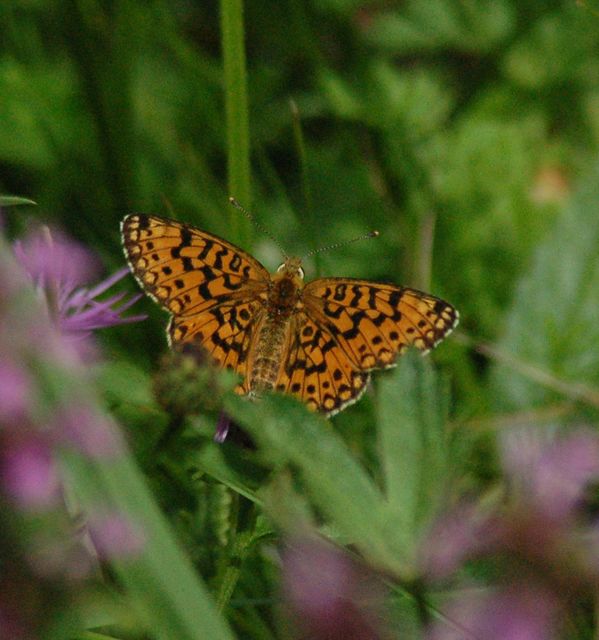 Boloria selene - fakó gyöngyházlepke
